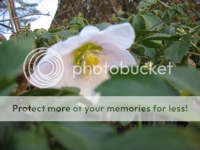 Helleborus niger